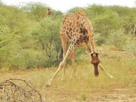 Giraffe Eating Grass