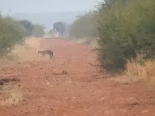 Serval, 1st Sighting