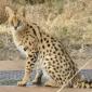 Serval