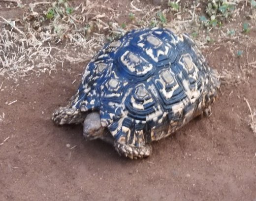 Leopard Tortoise