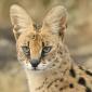 Serval