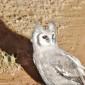 Owl on Road