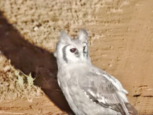 Owl on Road