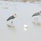 Marabou Storks + Spoonbill