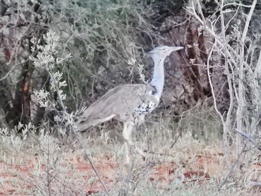 Kori Bustard