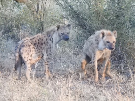 Spotted Hyena