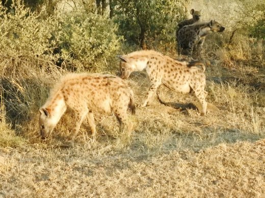 Spotted Hyena