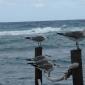 Sunspree Resort - Seagulls