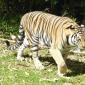 Zoo.Bengal Tiger