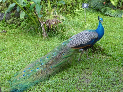 Zoo.Peacock