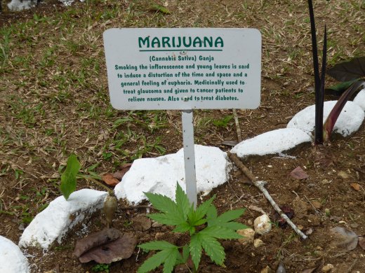 Marta Brea River - Cannabis or "Mary Jane"